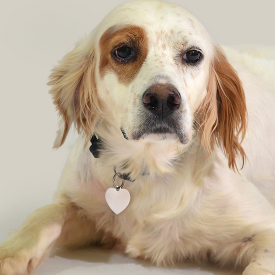 ÉTIQUETTE PERSONNALISABLE EN FORME DE CŒUR POUR CHIEN ET CHAT