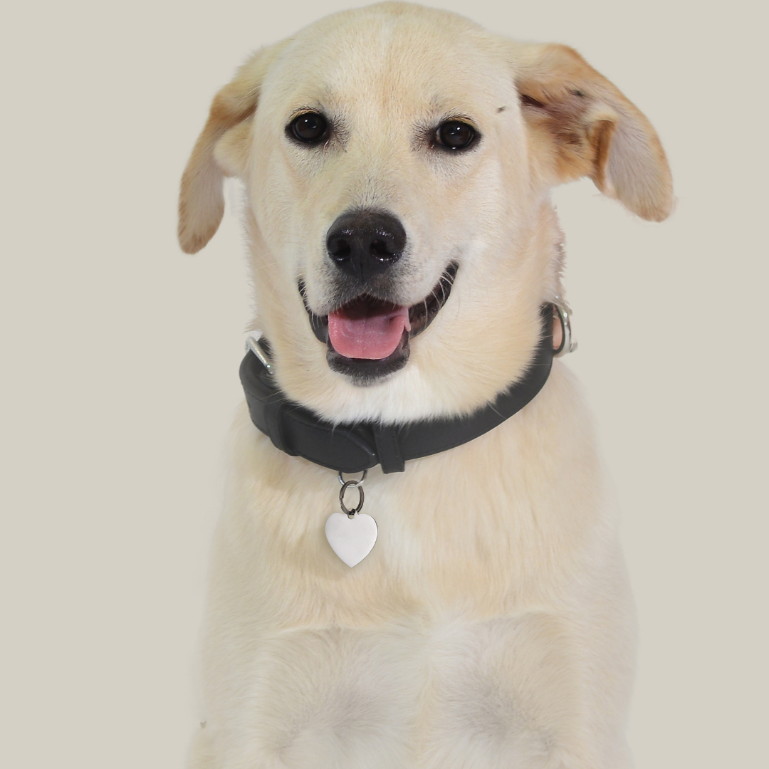 ÉTIQUETTE PERSONNALISABLE EN FORME DE CŒUR POUR CHIEN ET CHAT