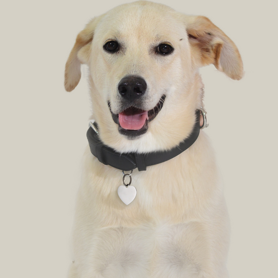 ÉTIQUETTE PERSONNALISABLE EN FORME DE CŒUR POUR CHIEN ET CHAT