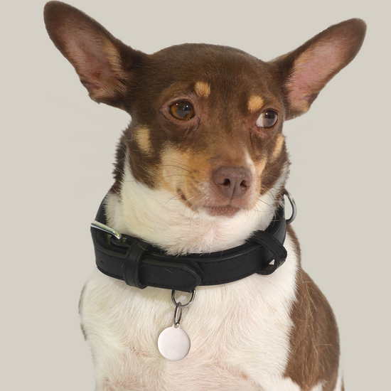 MÉDAILLE CIRCULAIRE PERSONNALISABLE POUR CHIEN ET CHAT