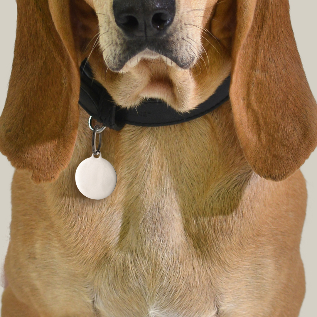 MÉDAILLE CIRCULAIRE PERSONNALISABLE POUR CHIEN ET CHAT