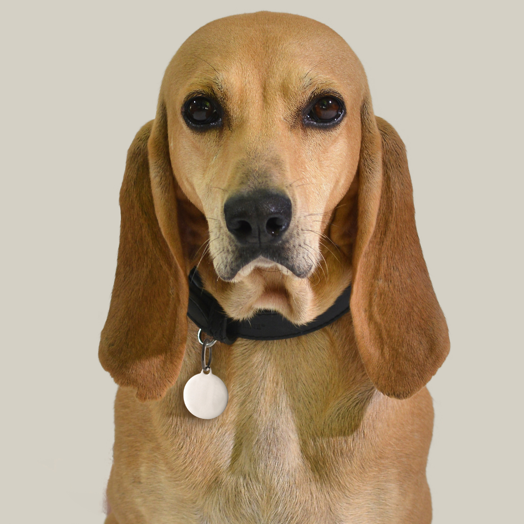 MÉDAILLE CIRCULAIRE PERSONNALISABLE POUR CHIEN ET CHAT