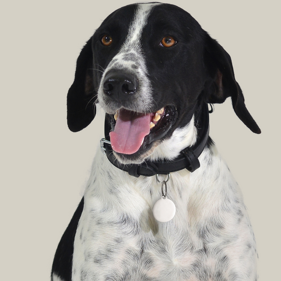 MÉDAILLE CIRCULAIRE PERSONNALISABLE POUR CHIEN ET CHAT